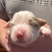 Dollis, a female Miniature Australian Shepherd for sale in Conover, NC – Photo 3 of 10