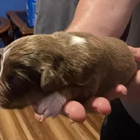 Dollis, a female Miniature Australian Shepherd for sale in Conover, NC – Photo 7 of 10