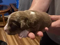 Dollis, a female Miniature Australian Shepherd for sale in Conover, NC – Photo 7 of 10