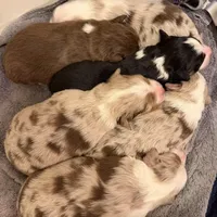 Dollis, a female Miniature Australian Shepherd for sale in Conover, NC – Photo 10 of 10