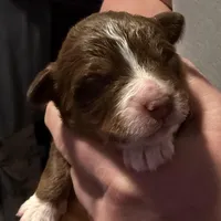 Dollis, a female Miniature Australian Shepherd for sale in Conover, NC – Photo 2 of 10