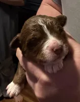 Dollis, a female Miniature Australian Shepherd for sale in Conover, NC – Photo 2 of 10