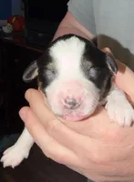 Dollis, a female Miniature Australian Shepherd for sale in Conover, NC – Photo 4 of 10