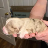 Dollis, a female Miniature Australian Shepherd for sale in Conover, NC – Photo 6 of 10