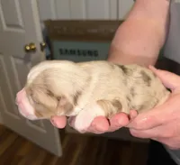 Dollis, a female Miniature Australian Shepherd for sale in Conover, NC – Photo 6 of 10