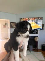 Boy 1, a male Miniature Australian Shepherd for sale in Conover, NC – Photo 7 of 7