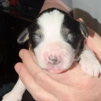 Boy 1, a male Miniature Australian Shepherd for sale in Conover, NC – Photo 4 of 7