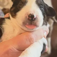 Boy 1, a male Miniature Australian Shepherd for sale in Conover, NC – Photo 2 of 7