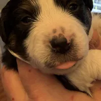 Boy 1, a male Miniature Australian Shepherd for sale in Conover, NC – Photo 1 of 7