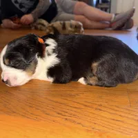 Boy 1, a male Miniature Australian Shepherd for sale in Conover, NC – Photo 3 of 7