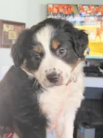 Boy 1, a male Miniature Australian Shepherd for sale in Conover, NC – Photo 6 of 7