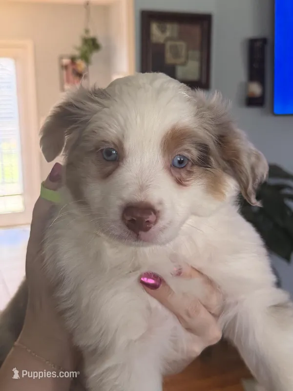 Girl 2 – Miniature Australian Shepherd puppy for sale in Conover, NC