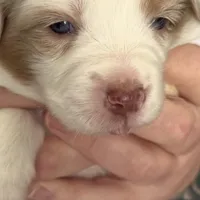 Girl 2, a female Miniature Australian Shepherd for sale in Conover, NC – Photo 5 of 10