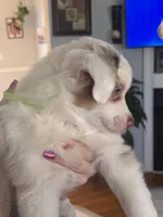 Girl 2, a female Miniature Australian Shepherd for sale in Conover, NC – Photo 10 of 10