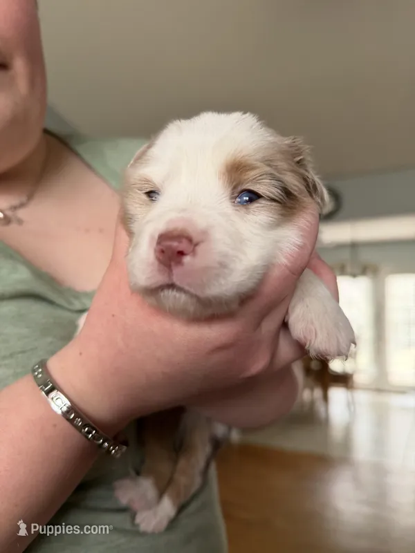 Girl 2 – Miniature Australian Shepherd puppy for sale in Conover, NC