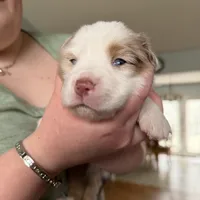 Girl 2, a female Miniature Australian Shepherd for sale in Conover, NC – Photo 2 of 10