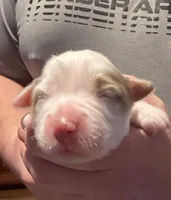 Girl 2, a female Miniature Australian Shepherd for sale in Conover, NC – Photo 1 of 2