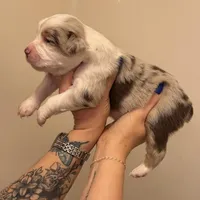 Girl 2, a female Miniature Australian Shepherd for sale in Conover, NC – Photo 7 of 10