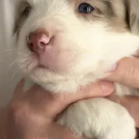 Girl 2, a female Miniature Australian Shepherd for sale in Conover, NC – Photo 4 of 10