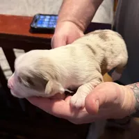 Girl 2, a female Miniature Australian Shepherd for sale in Conover, NC – Photo 9 of 10