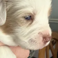 Girl 2, a female Miniature Australian Shepherd for sale in Conover, NC – Photo 8 of 10