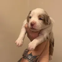 Girl 2, a female Miniature Australian Shepherd for sale in Conover, NC – Photo 3 of 10