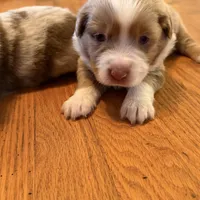 Boy 2, a male Miniature Australian Shepherd for sale in Conover, NC – Photo 4 of 7