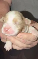 Boy 2, a male Miniature Australian Shepherd for sale in Conover, NC – Photo 1 of 2