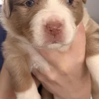 Boy 2, a male Miniature Australian Shepherd for sale in Conover, NC – Photo 3 of 7