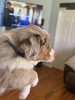 Boy 2, a male Miniature Australian Shepherd for sale in Conover, NC – Photo 2 of 7