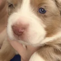 Boy 2, a male Miniature Australian Shepherd for sale in Conover, NC – Photo 5 of 7