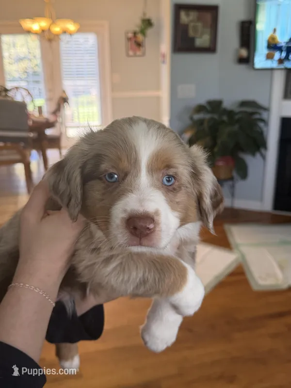 Boy 2 – Miniature Australian Shepherd puppy for sale in Conover, NC