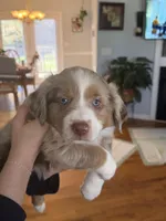 Boy 2, a male Miniature Australian Shepherd for sale in Conover, NC – Photo 1 of 7