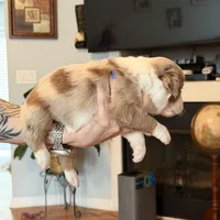 Girl 1, a female Miniature Australian Shepherd for sale in Conover, NC – Photo 5 of 6