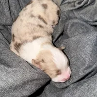 Girl 1, a female Miniature Australian Shepherd for sale in Conover, NC – Photo 4 of 6