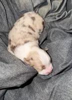 Girl 1, a female Miniature Australian Shepherd for sale in Conover, NC – Photo 2 of 2