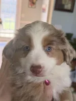 Girl 1, a female Miniature Australian Shepherd for sale in Conover, NC – Photo 1 of 6