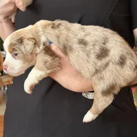 Girl 1, a female Miniature Australian Shepherd for sale in Conover, NC – Photo 6 of 6