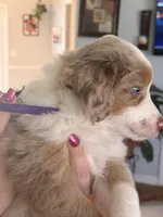 Girl 1, a female Miniature Australian Shepherd for sale in Conover, NC – Photo 2 of 6