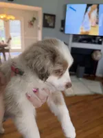 Girl 3, a female Miniature Australian Shepherd for sale in Conover, NC – Photo 7 of 7