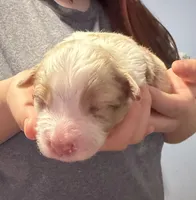 Girl 3, a female Miniature Australian Shepherd for sale in Conover, NC – Photo 1 of 2