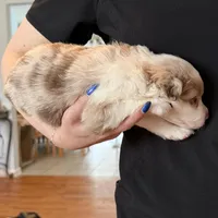 Girl 3, a female Miniature Australian Shepherd for sale in Conover, NC – Photo 3 of 7