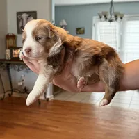 Girl 3, a female Miniature Australian Shepherd for sale in Conover, NC – Photo 2 of 7