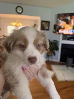 Girl 3, a female Miniature Australian Shepherd for sale in Conover, NC – Photo 6 of 7