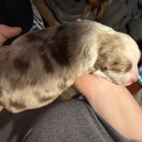 Girl 3, a female Miniature Australian Shepherd for sale in Conover, NC – Photo 5 of 7