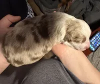 Girl 3, a female Miniature Australian Shepherd for sale in Conover, NC – Photo 2 of 2