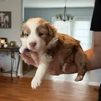 Girl 3, a female Miniature Australian Shepherd for sale in Conover, NC – Photo 1 of 7
