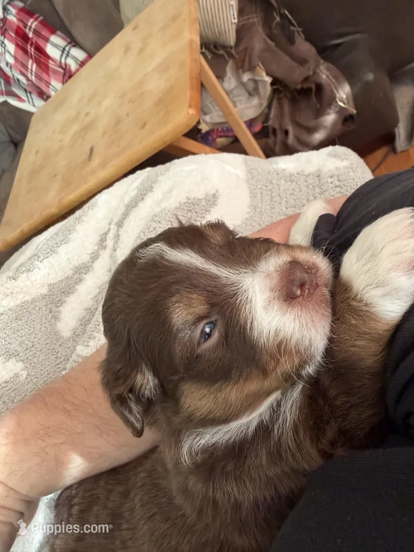Girl 4 – Miniature Australian Shepherd puppy for sale in Conover, NC