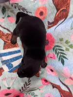 LucyB1, a male Miniature Dachshund for sale in Burlington, CO – Photo 2 of 2