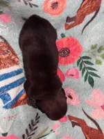 LucyB2, a male Miniature Dachshund for sale in Burlington, CO – Photo 2 of 2